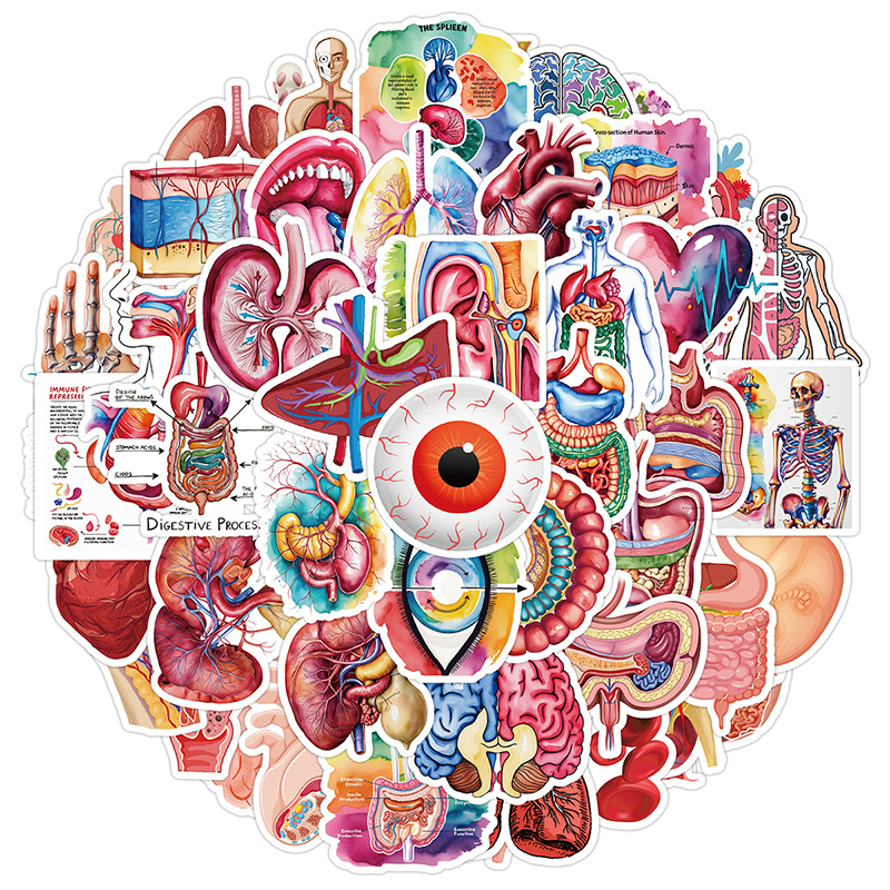 Pet Supplies In Bulk - 50PCS Human Body Organ Stickers Human