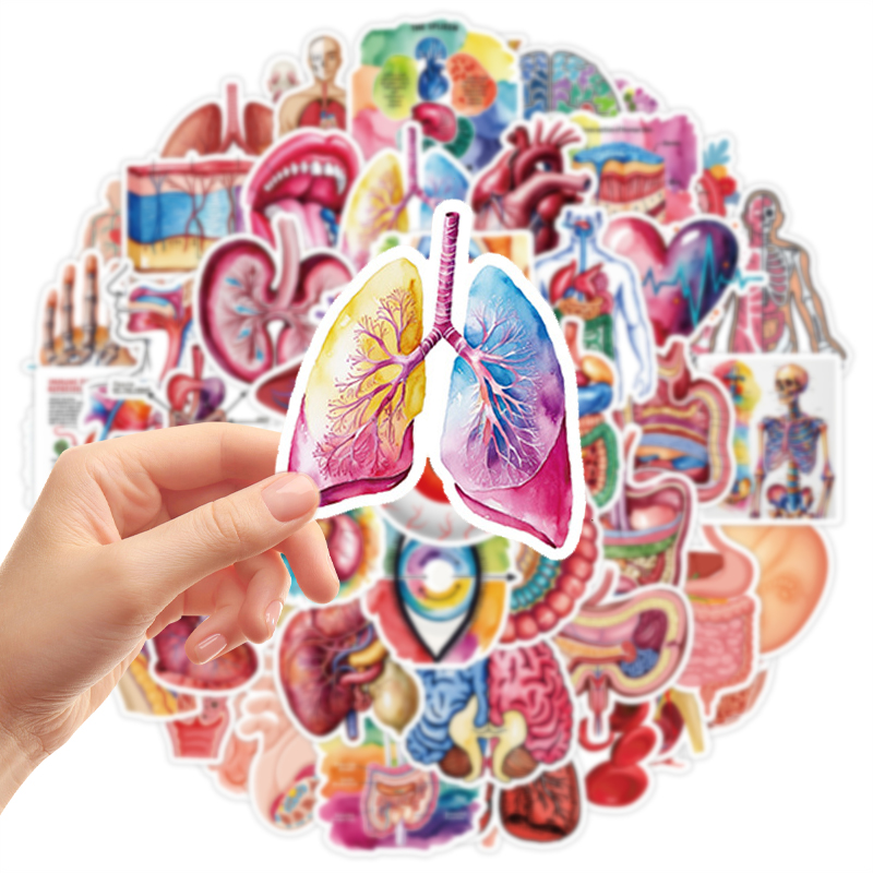 50PCS Human Body Organ Sticker - Pet Supplies In Bulk review and price