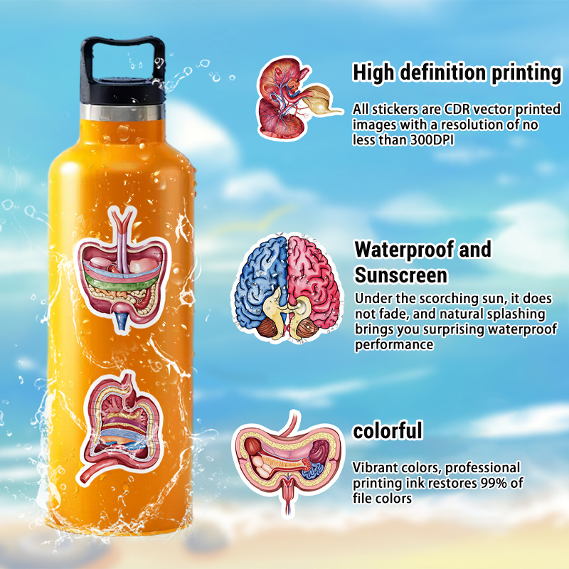 50PCS Human Body Organ Sticker - Pet Supplies In Bulk review and price
